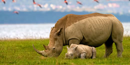 Lake Nakuru White Rhino 